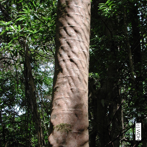 معرفی و راهنمای پرورش درختان میوه - درخت دانه تسبیح